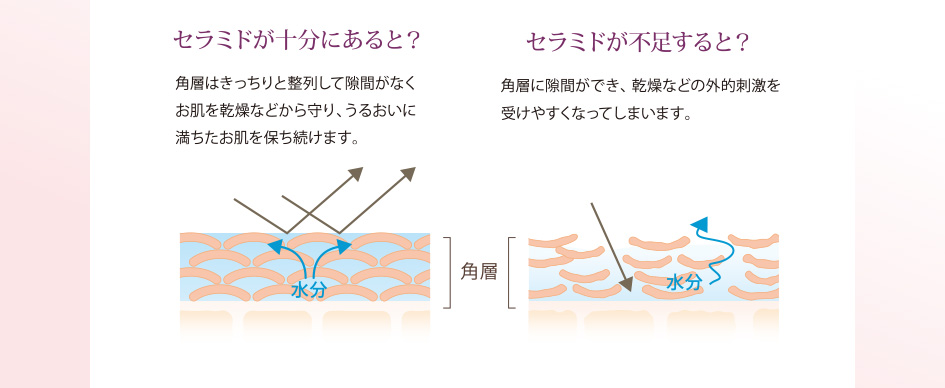 セラミド比較