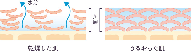 乾燥した肌・うるおった肌
