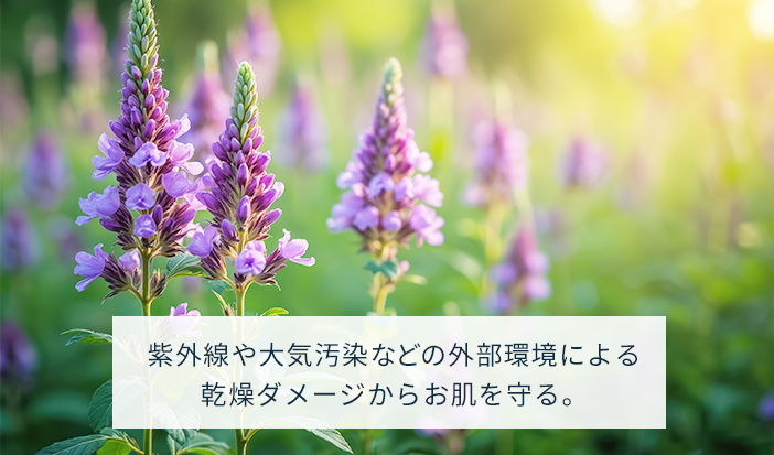 紫外線や大気汚染などの外部環境による 乾燥ダメージからお肌を守る。