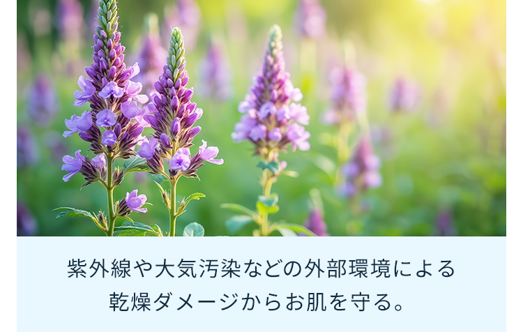 紫外線や大気汚染などの外部環境による 乾燥ダメージからお肌を守る。