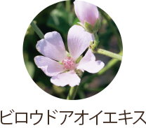 ビロウドアオイエキス