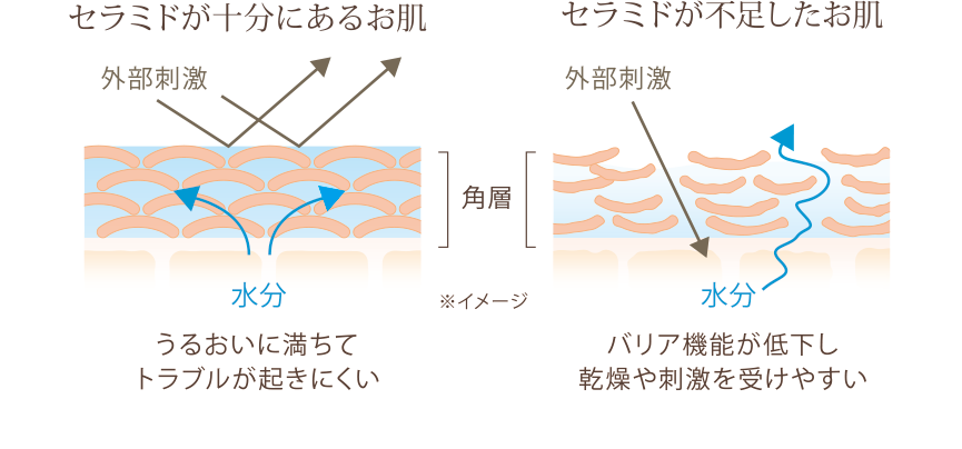 セラミドのイメージ図