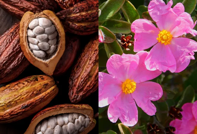 2つの植物機能性成分イメージ