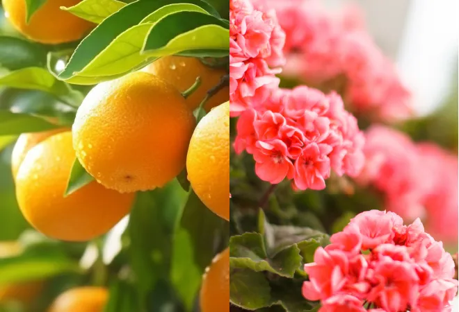 オレンジ＆ゼラニウムの香りイメージ