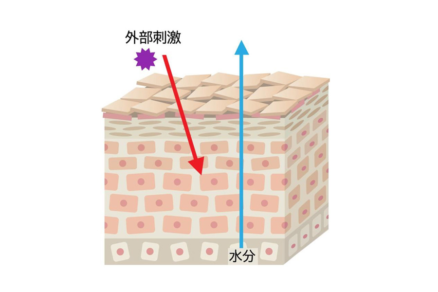 肌構造画像