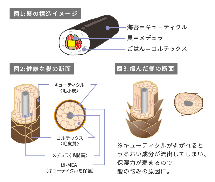 髪の断面構造画像