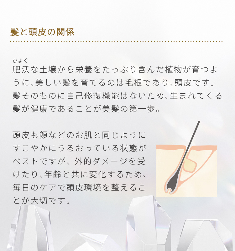 髪と毛根の関係